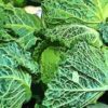 Vegetable prices australia