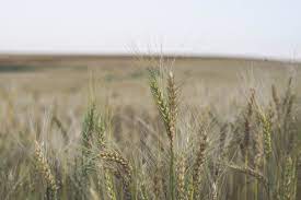 Whole farms