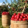 apples farm
