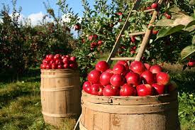apples farm