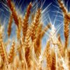 aussie farmers direct