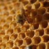 australian honey