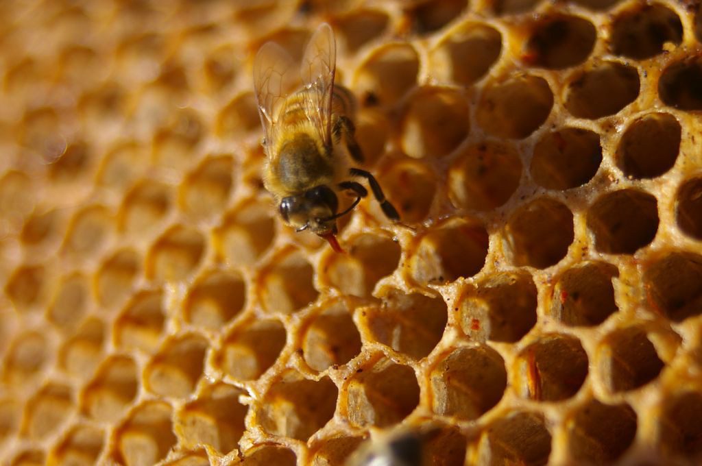 australian honey