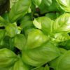 basil
