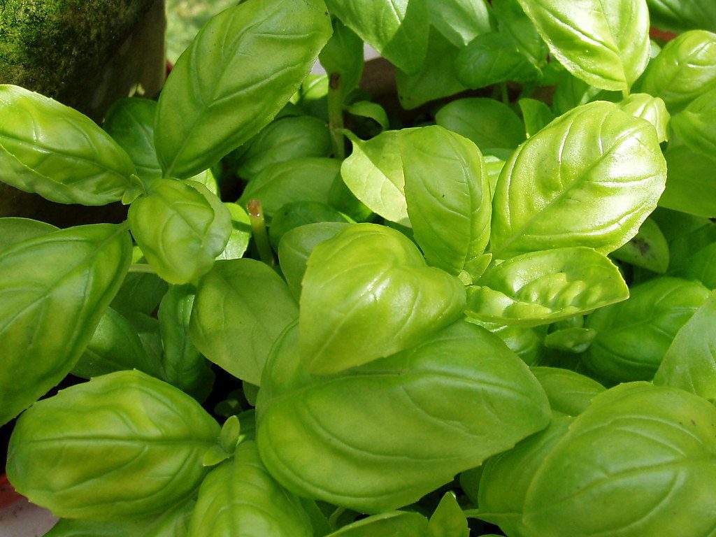 basil