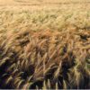 black barley