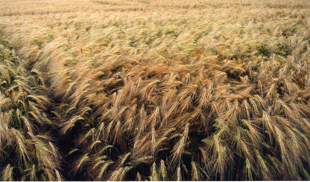 black barley
