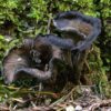 black mushroom