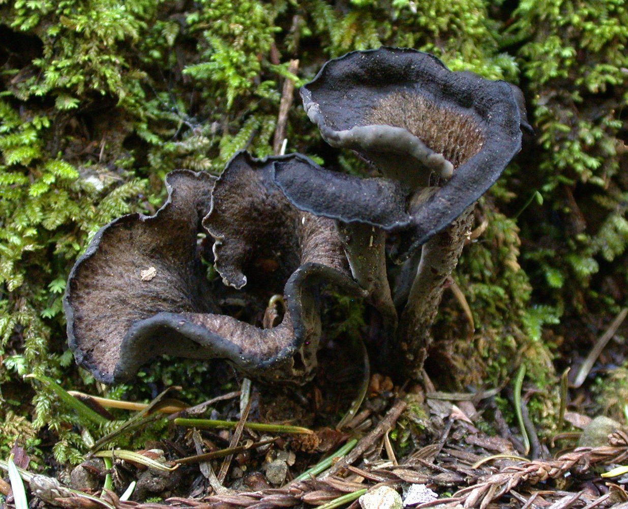 black mushroom