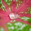 blossom water