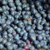 blueberries farm