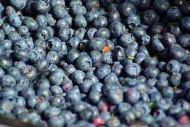 blueberries farm