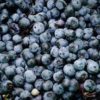 blueberry where to buy