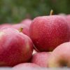 braeburn apples australia