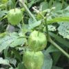 cape gooseberry australia