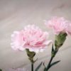 carnations