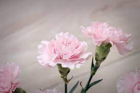 carnations