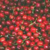 cherries sydney