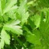continental parsley