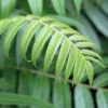 curry leaves where to buy