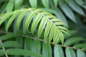 curry leaves where to buy