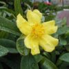 edible flowers brisbane