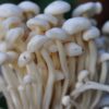 Enoki Mushrooms Where to Buy