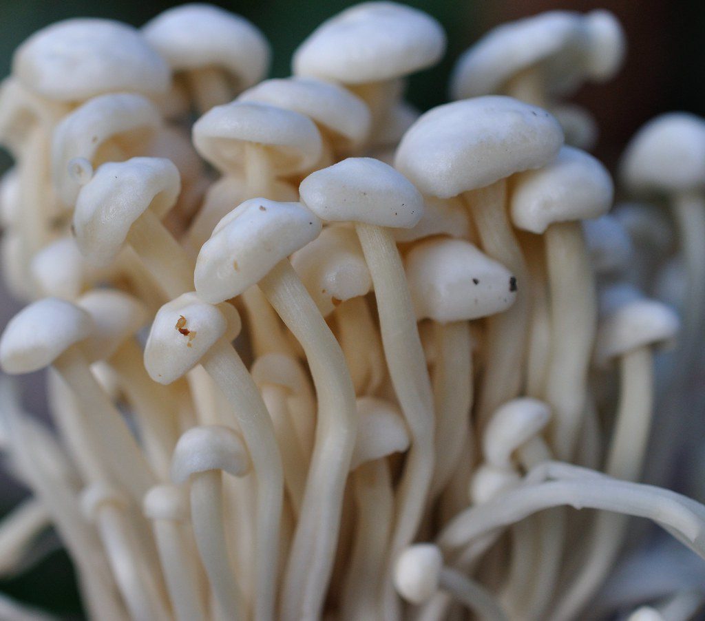 Enoki Mushrooms Where to Buy