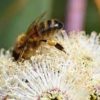 eucalyptus honey