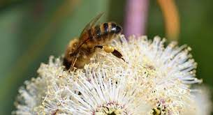 eucalyptus honey