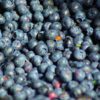 farm blueberry