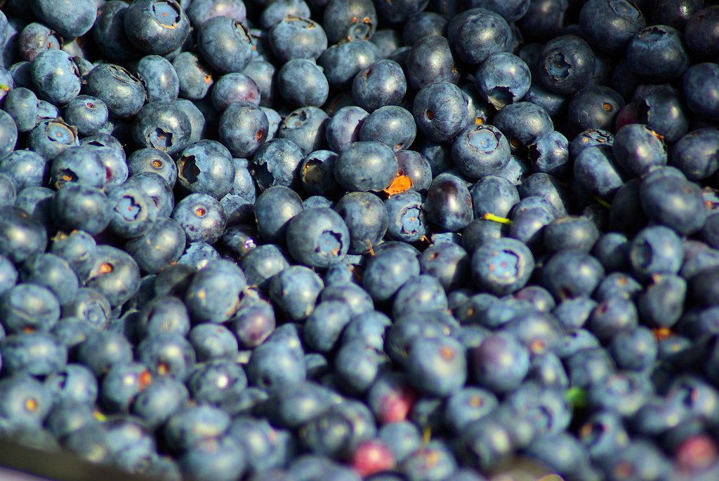farm blueberry