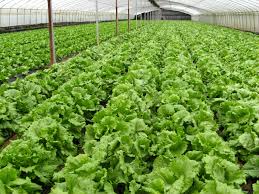 farm organics