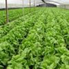 farm organics