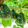 farm vegetables