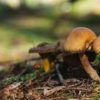 forest mushrooms