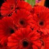 gerberas red