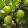 gooseberry buy