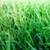 grass fed