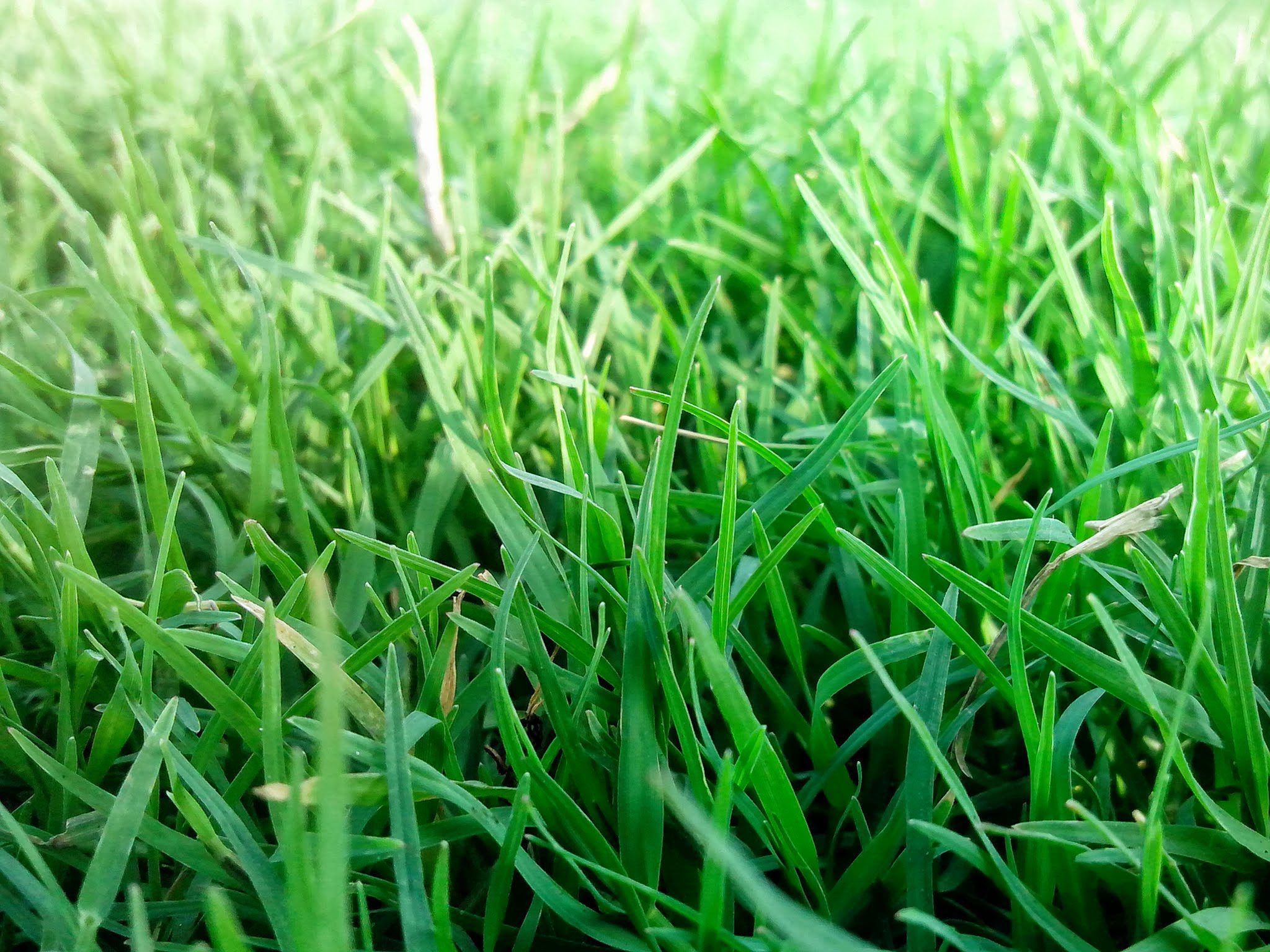 grass fed