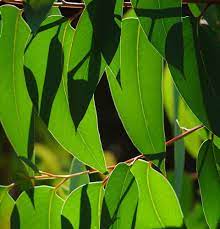 gumleaf