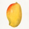 honey gold mango