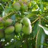 honey gold mango trees for sale