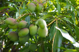 honey gold mango trees for sale