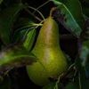 josephine pear