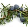 juniper berry where to buy