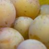 kestrel potatoes