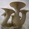 king oyster mushroom where to buy
