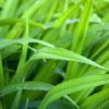 lemongrass where to buy