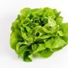lettuce mignonette